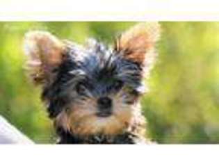 Yorkshire Terrier Puppy for sale in Stanwood, WA, USA