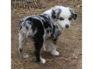Australian Shepherd Puppy for sale in Palisade, CO, USA