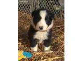Border Collie Puppy for sale in Stephens City, VA, USA