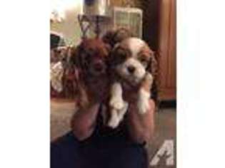 Cavalier King Charles Spaniel Puppy for sale in NEWBERG, OR, USA