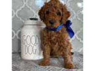 Goldendoodle Puppy for sale in Van Alstyne, TX, USA