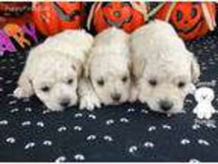 Bichon Frise Puppy for sale in Clearwater, FL, USA