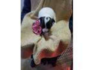 Chihuahua Puppy for sale in South Whitley, IN, USA