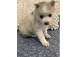 Siberian Husky Puppy for sale in New Richmond, WI, USA