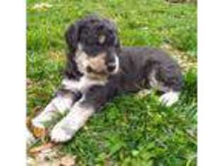 Labradoodle Puppy for sale in Rapidan, VA, USA