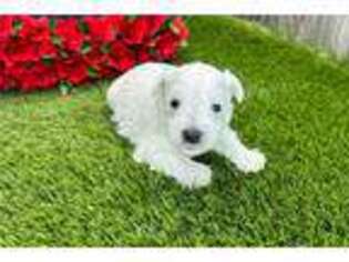 Mutt Puppy for sale in South Bend, IN, USA