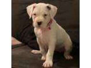 Dogo Argentino Puppy for sale in Westerly, RI, USA
