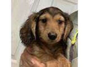 Dachshund Puppy for sale in Yorkville, IL, USA
