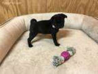 Pug Puppy for sale in Osgood, IN, USA
