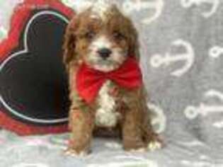 Cavapoo Puppy for sale in Smoketown, PA, USA