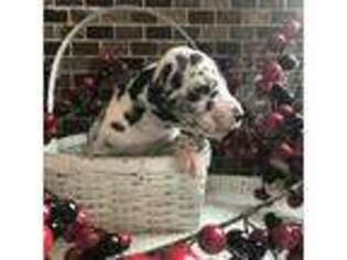 Great Dane Puppy for sale in Walland, TN, USA
