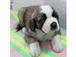 Saint Bernard Puppy for sale in Sedalia, CO, USA