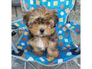 Shorkie Tzu Puppy for sale in Arthur, IL, USA