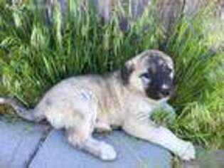 Anatolian Shepherd Puppy for sale in Silver Springs, NV, USA