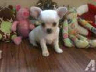 Chihuahua Puppy for sale in BRIDGEPORT, CT, USA