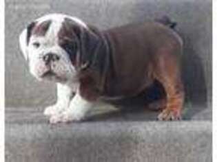 Bulldog Puppy for sale in Caddo Mills, TX, USA
