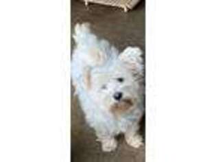 West Highland White Terrier Puppy for sale in Cresco, IA, USA