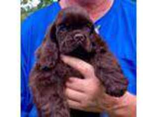 Cocker Spaniel Puppy for sale in Ashland, KY, USA