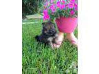 Pomeranian Puppy for sale in CROSBY, TX, USA
