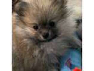 Pomeranian Puppy for sale in Roscoe, IL, USA