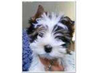 Biewer Terrier Puppy for sale in Van Wert, OH, USA