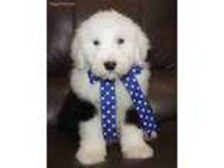 Old English Sheepdog Puppy for sale in Clay Springs, AZ, USA