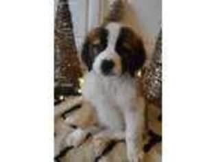 Saint Bernard Puppy for sale in Springfield, MO, USA