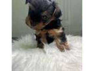 Yorkshire Terrier Puppy for sale in Oviedo, FL, USA