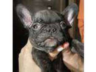 French Bulldog Puppy for sale in Princeton, NC, USA