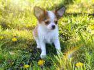 Chihuahua Puppy for sale in Fremont, IN, USA