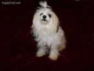 Maltese Puppy for sale in Fredericktown, OH, USA
