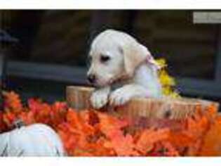 Labrador Retriever Puppy for sale in Chicago, IL, USA