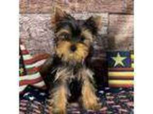 Yorkshire Terrier Puppy for sale in New Hampton, IA, USA