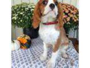 Cavalier King Charles Spaniel Puppy for sale in Shelbyville, KY, USA