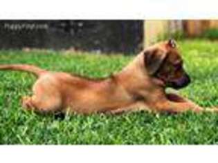 Rhodesian Ridgeback Puppy for sale in San Antonio, TX, USA