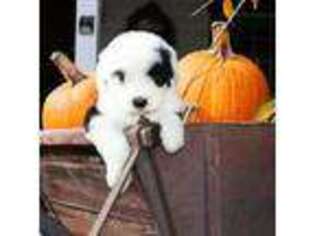 Old English Sheepdog Puppy for sale in Ligonier, PA, USA