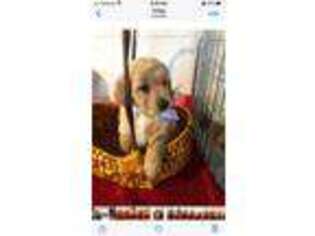 Golden Retriever Puppy for sale in Athens, AL, USA