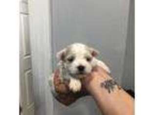 Maltese Puppy for sale in Butler, NJ, USA