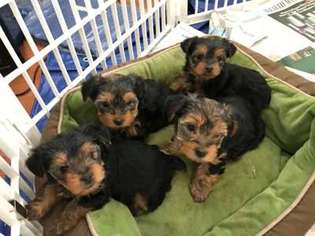 Yorkshire Terrier Puppy for sale in Escondido, CA, USA
