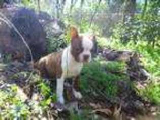 Boston Terrier Puppy for sale in New Waverly, TX, USA