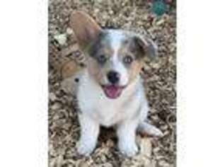 Pembroke Welsh Corgi Puppy for sale in Willcox, AZ, USA