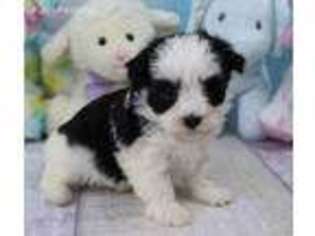 Havanese Puppy for sale in Clearwater, FL, USA