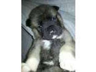 Akita Puppy for sale in MARENGO, OH, USA