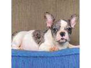 French Bulldog Puppy for sale in Homosassa, FL, USA