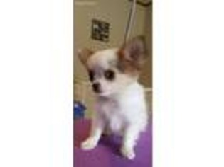 Chihuahua Puppy for sale in Independence, LA, USA