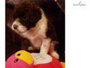 Portuguese Water Dog Puppy for sale in Little Rock, AR, USA