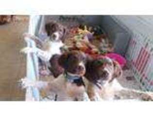 Brittany Puppy for sale in Prescott Valley, AZ, USA
