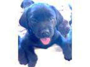 Labrador Retriever Puppy for sale in Ashaway, RI, USA