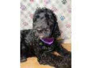 Labradoodle Puppy for sale in Bolingbrook, IL, USA