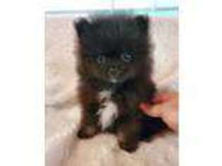 Pomeranian Puppy for sale in Stone Mountain, GA, USA